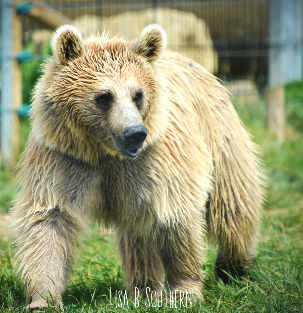male Syrian brown bear