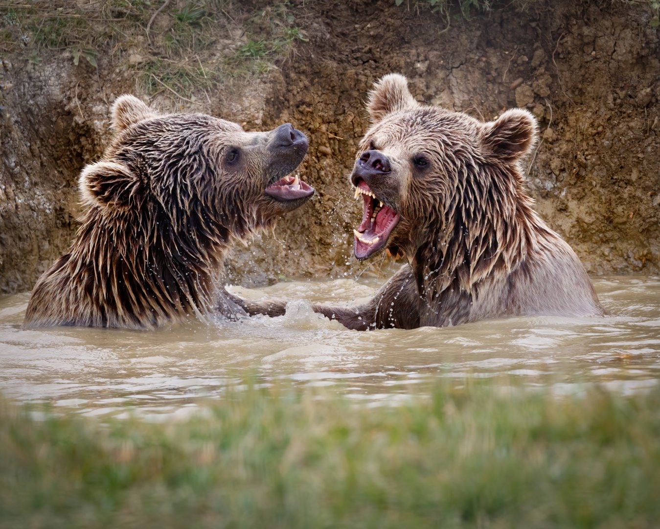 Male Syrian Brown Bears / Hamerton / 16-9-20