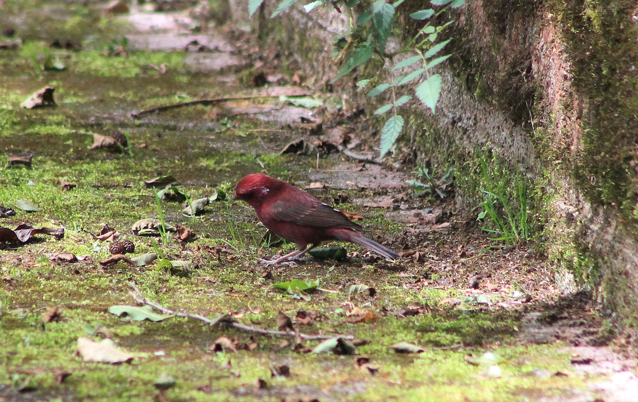 male Taiwan Rosefinch (Carpodacus formosanus)
