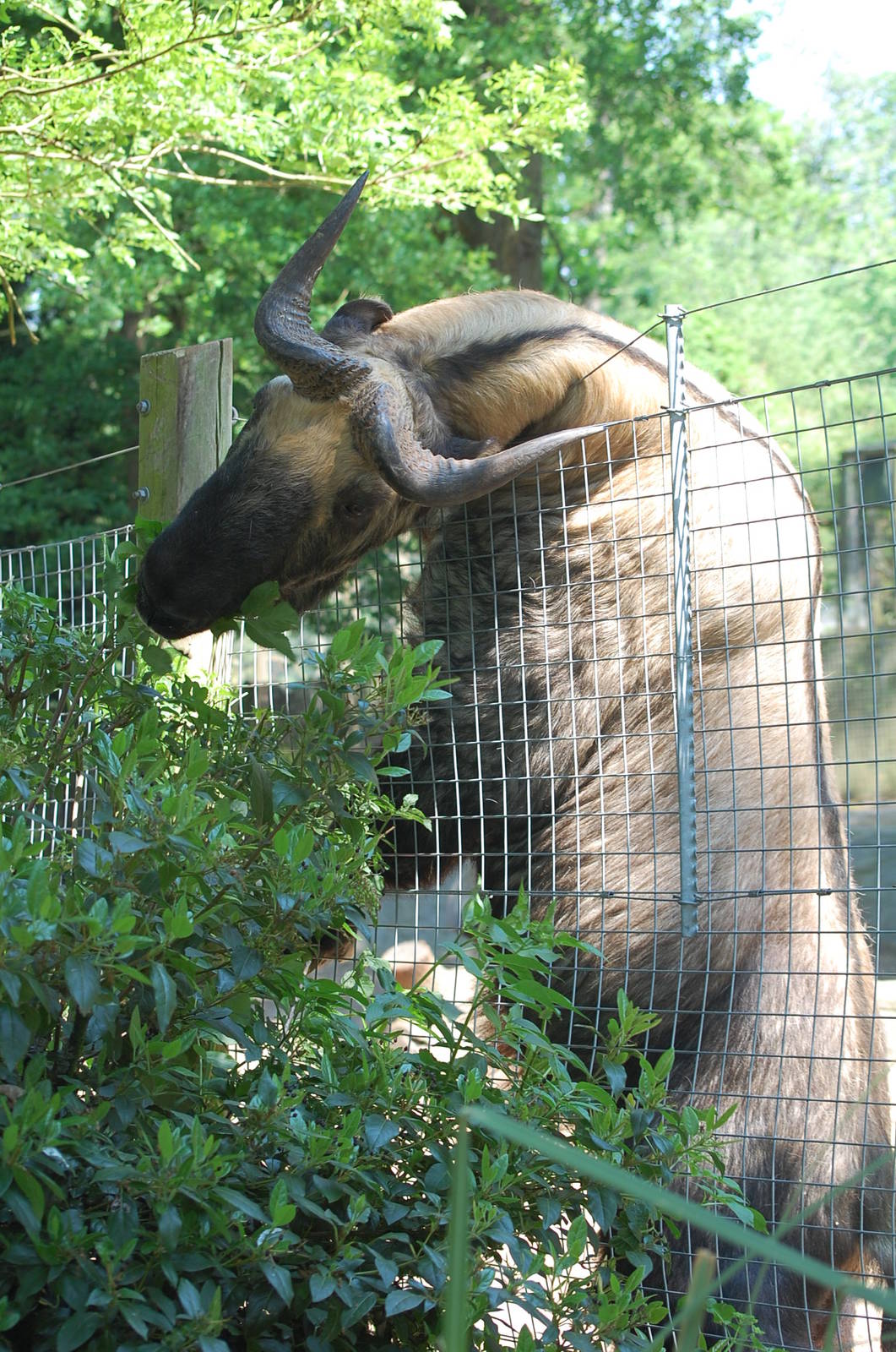 Male Takin at Marwell 14th May 2008