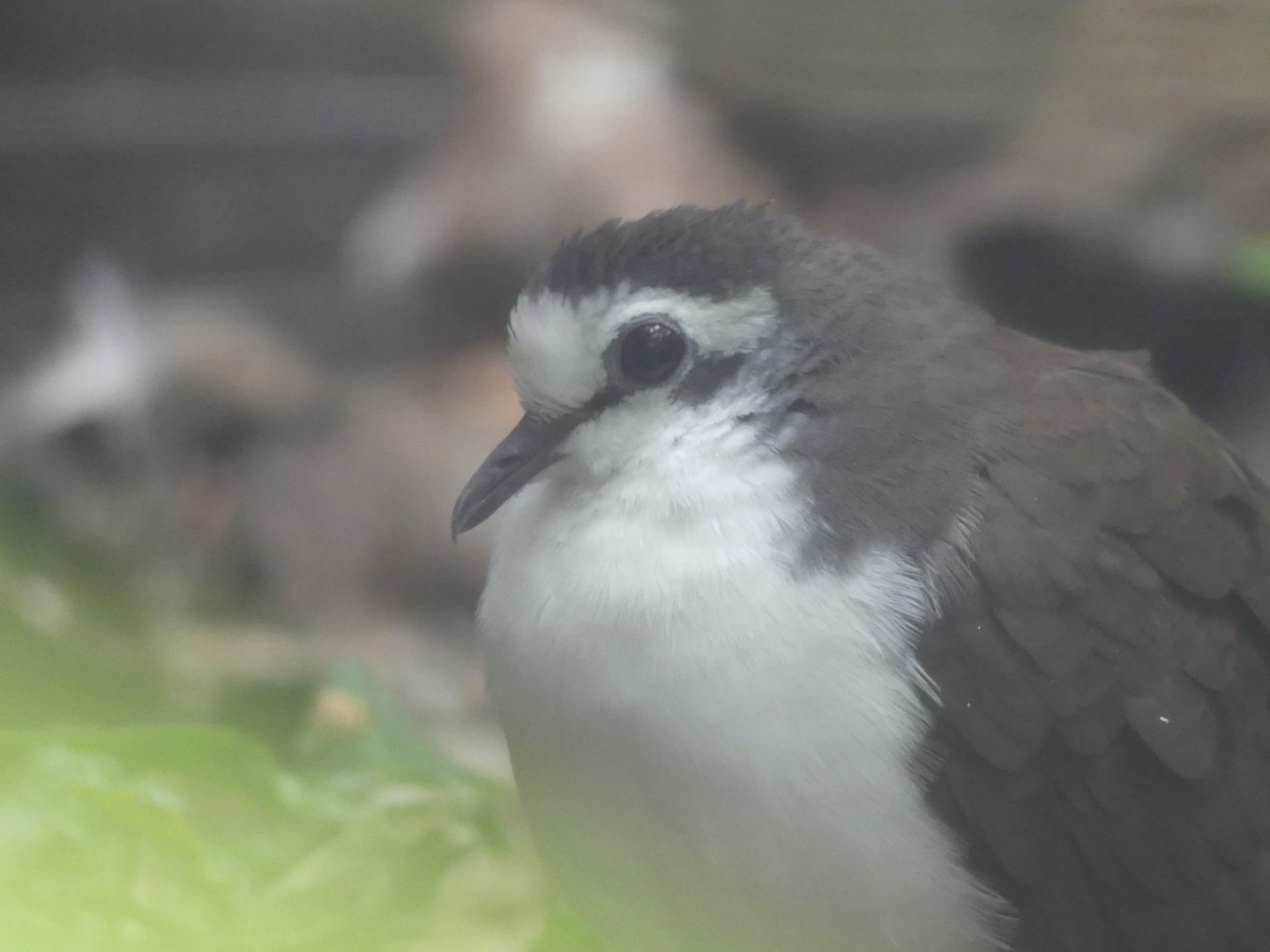 Male Tambourine Dove - 21.10.24
