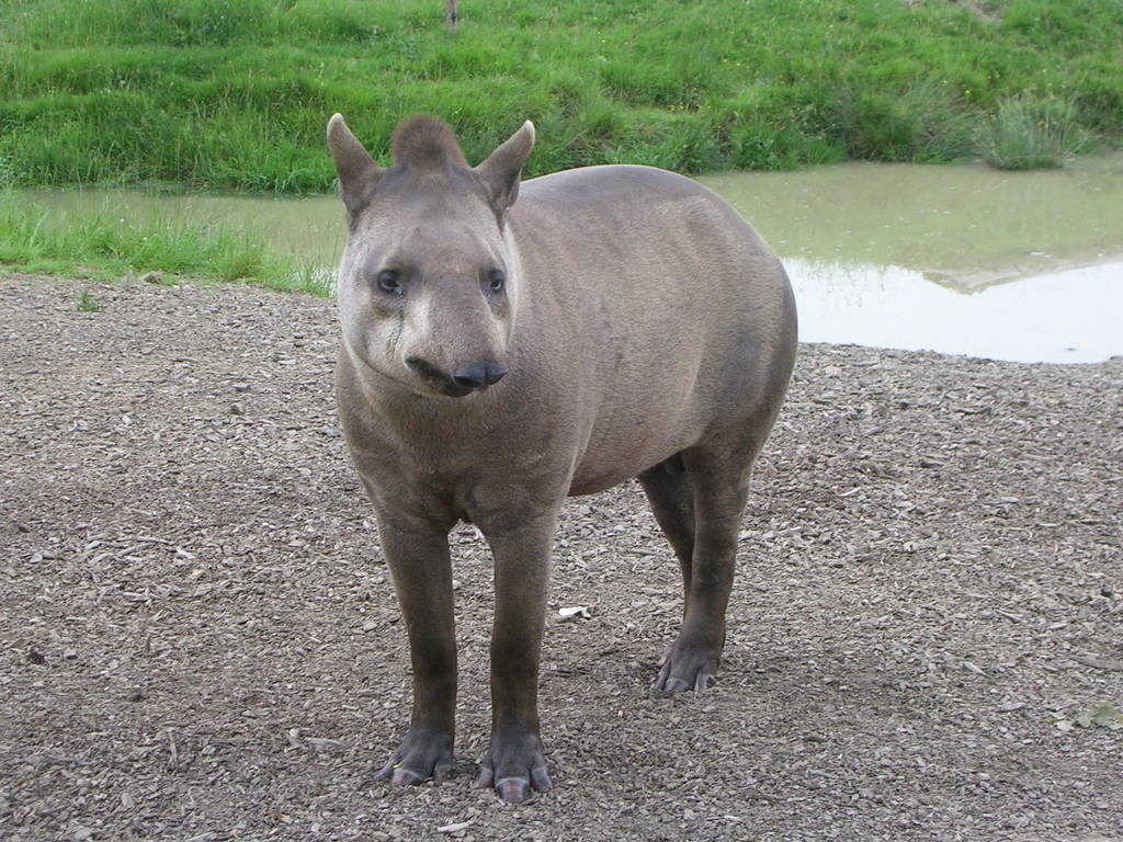 Male Tapir at Longleat Safari Park