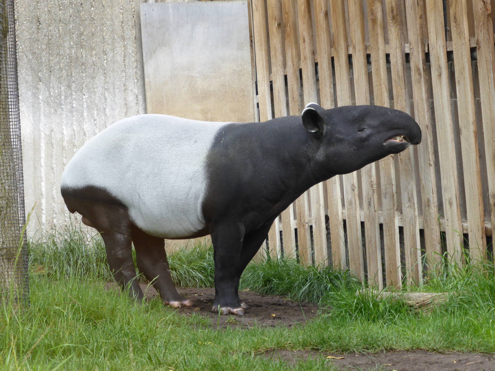 Male Tapir