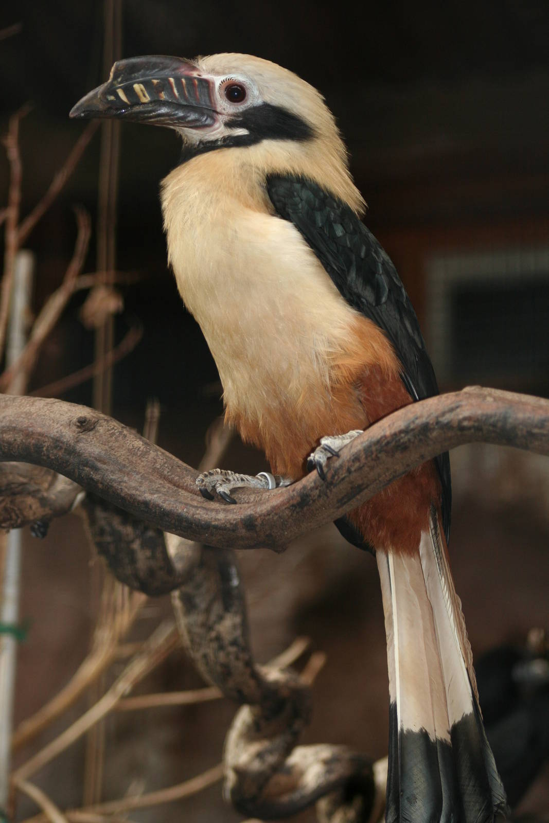 Male Tarictic Hornbill @ Chester; 01.07.2011