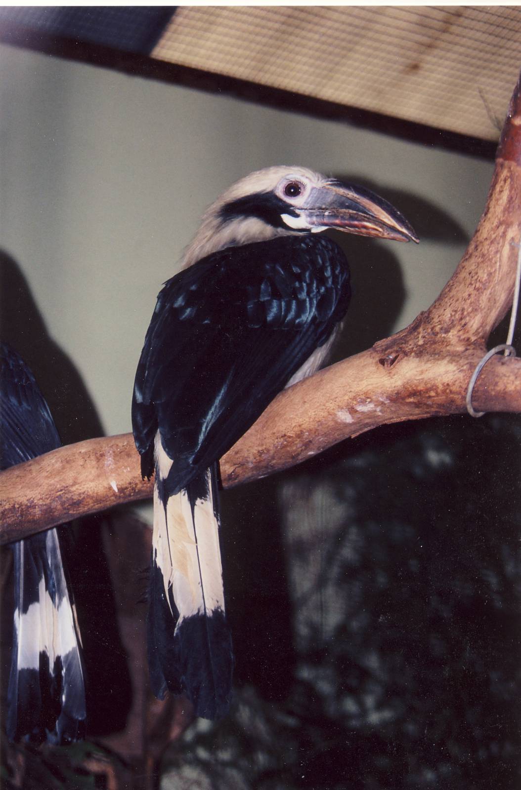 male Tarictic Hornbill Chester Zoo 28 February 2004