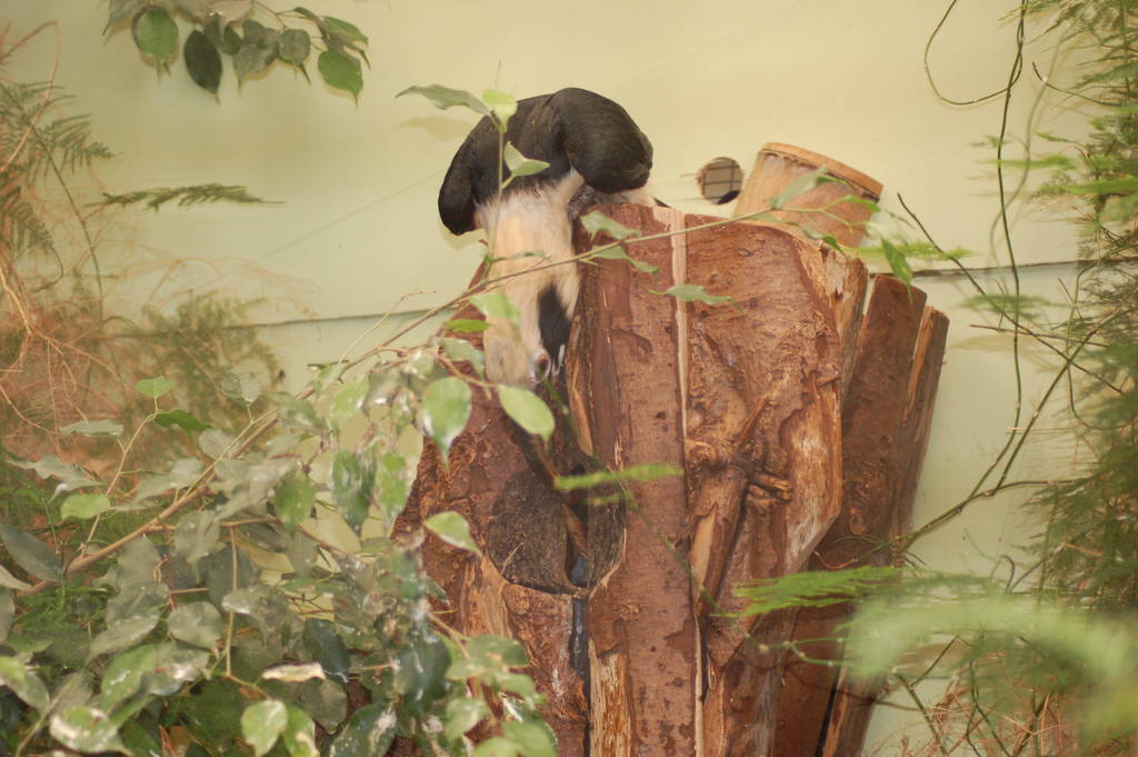 Male Tarictic Hornbill feeding a female