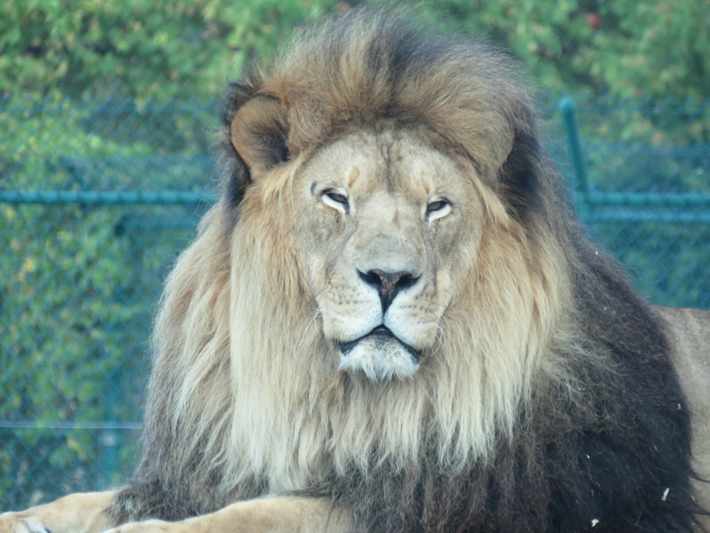Male tawny lion