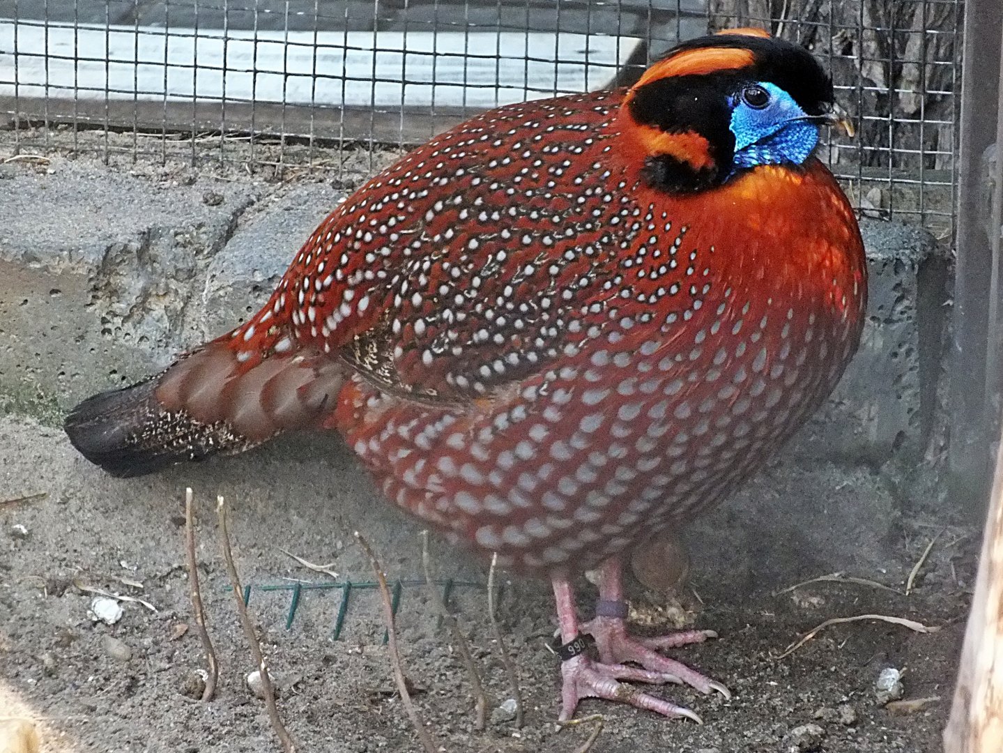 Male Temminck's tragopan