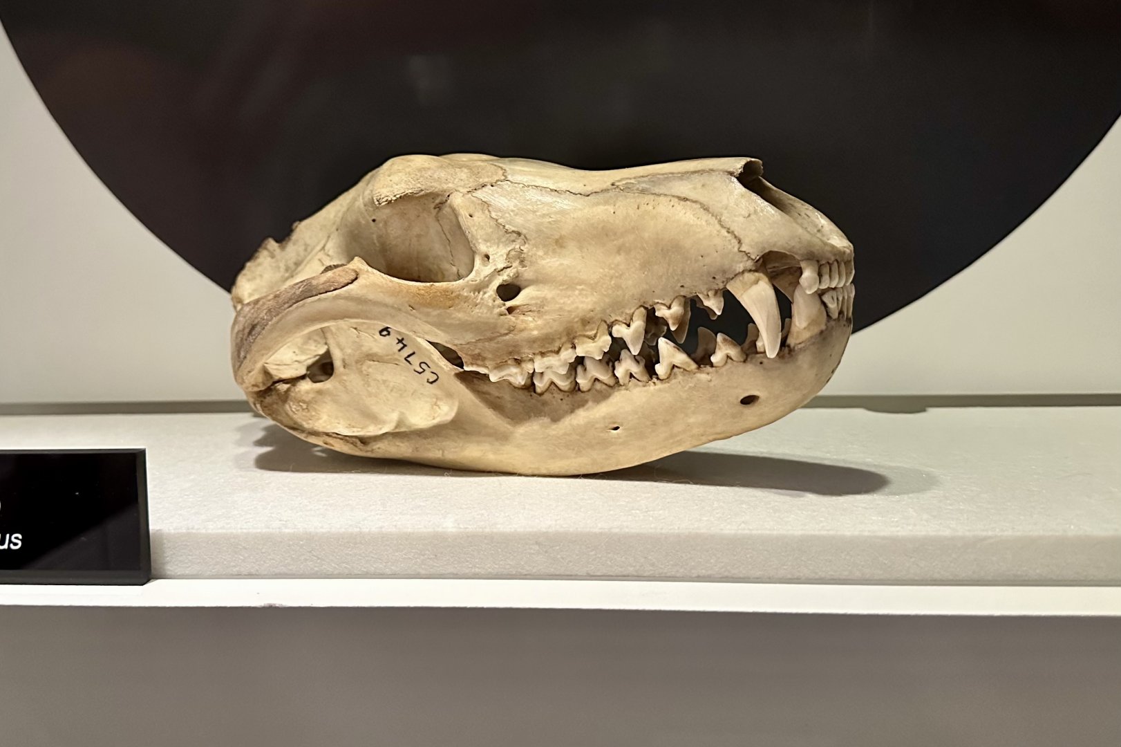 Male Thylacine (Skull)
