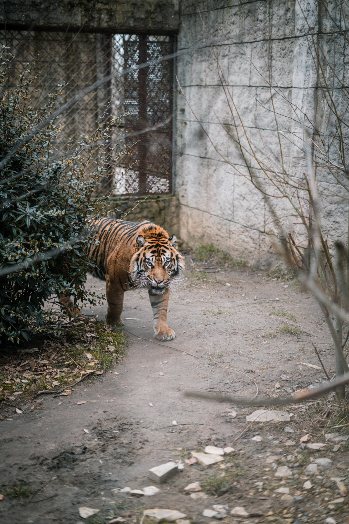 Male Tiger in holding pen