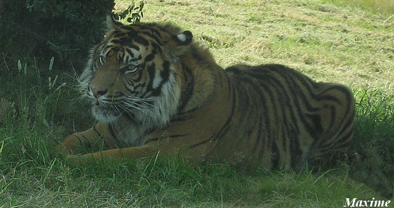 Male tiger (Panthera tigris hybrid)