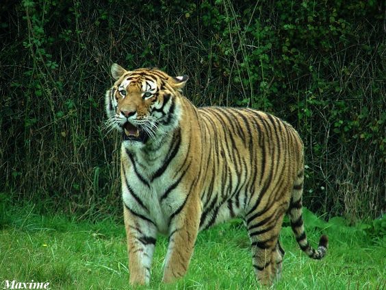 Male tiger (Panthera tigris hybrid)