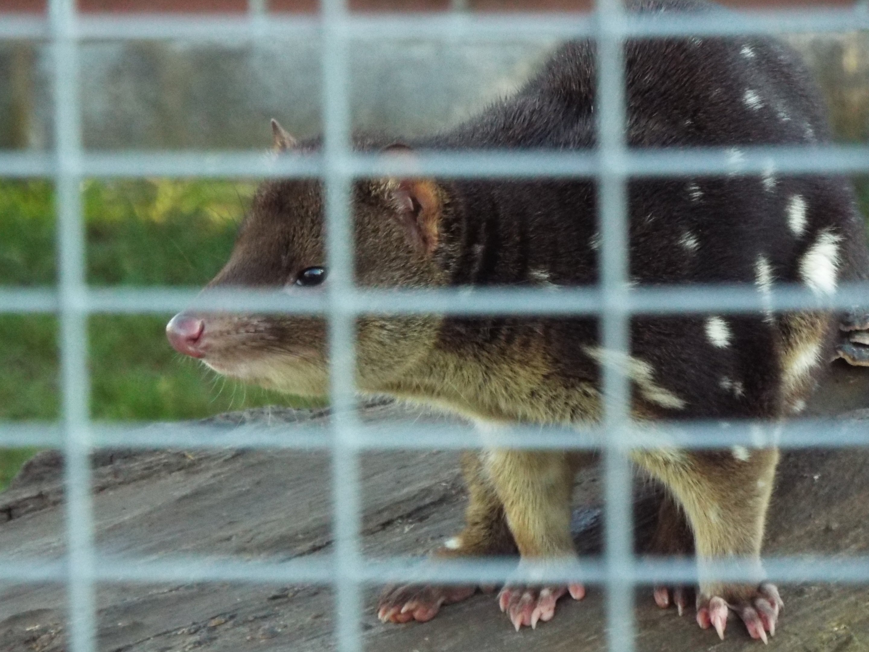 Male Tiger Quoll Hamerton Zoo Park