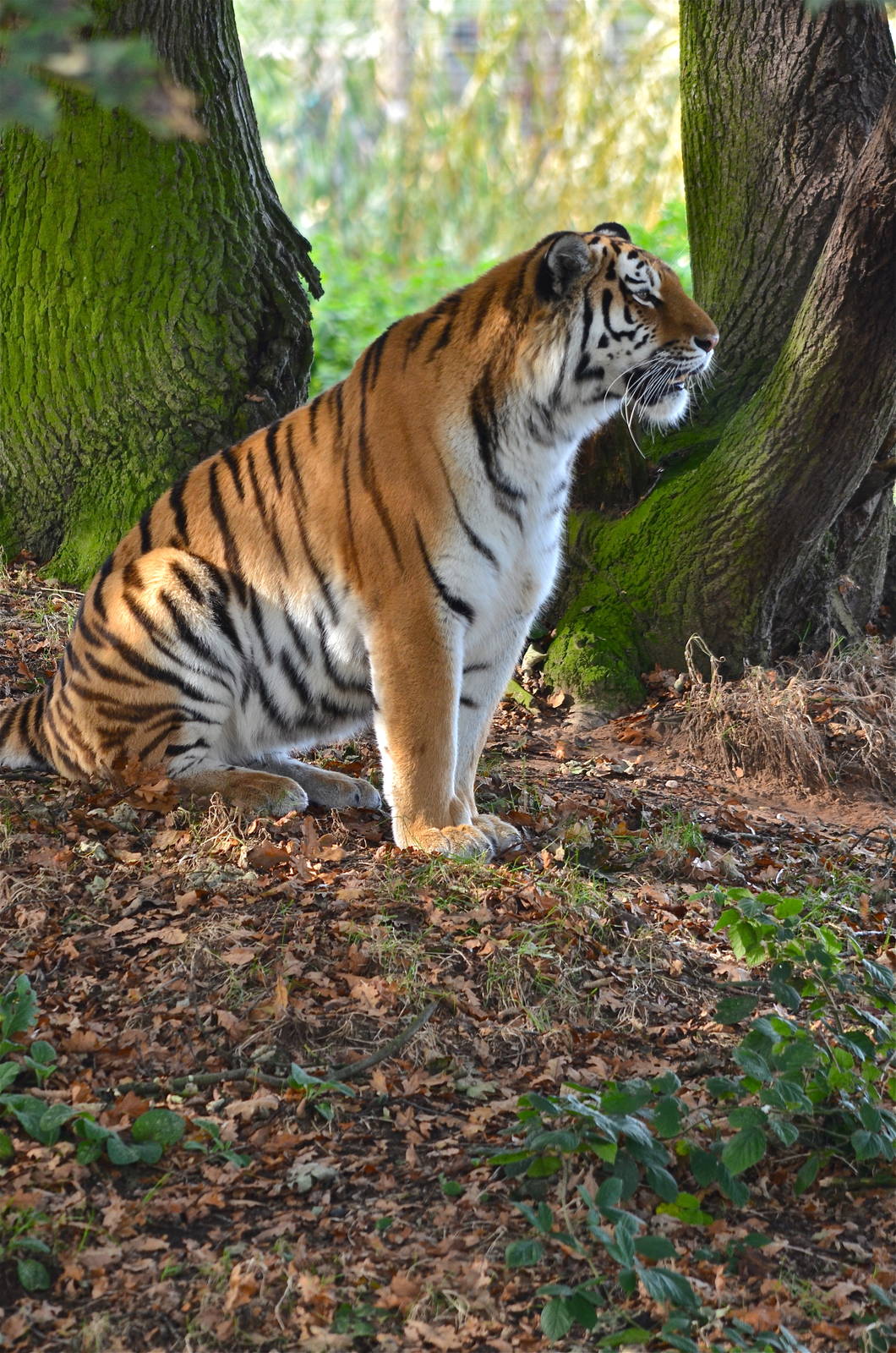 Male Tiger