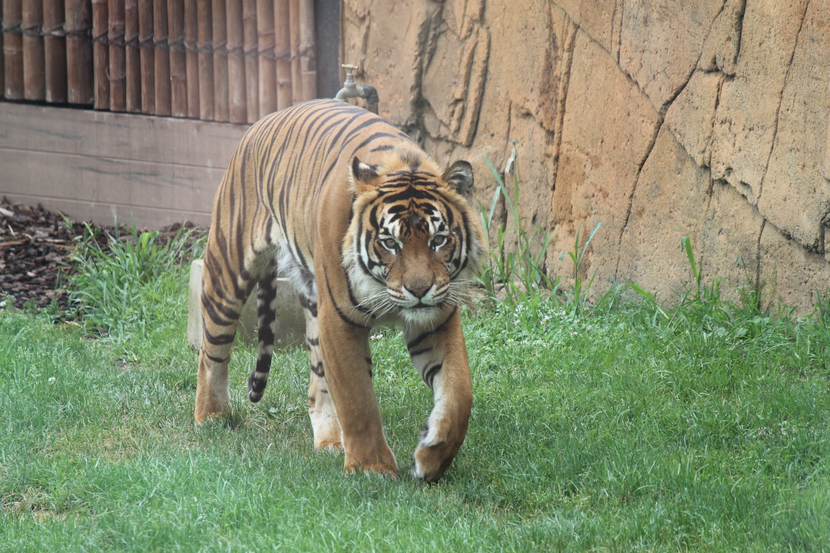 Male Tiger
