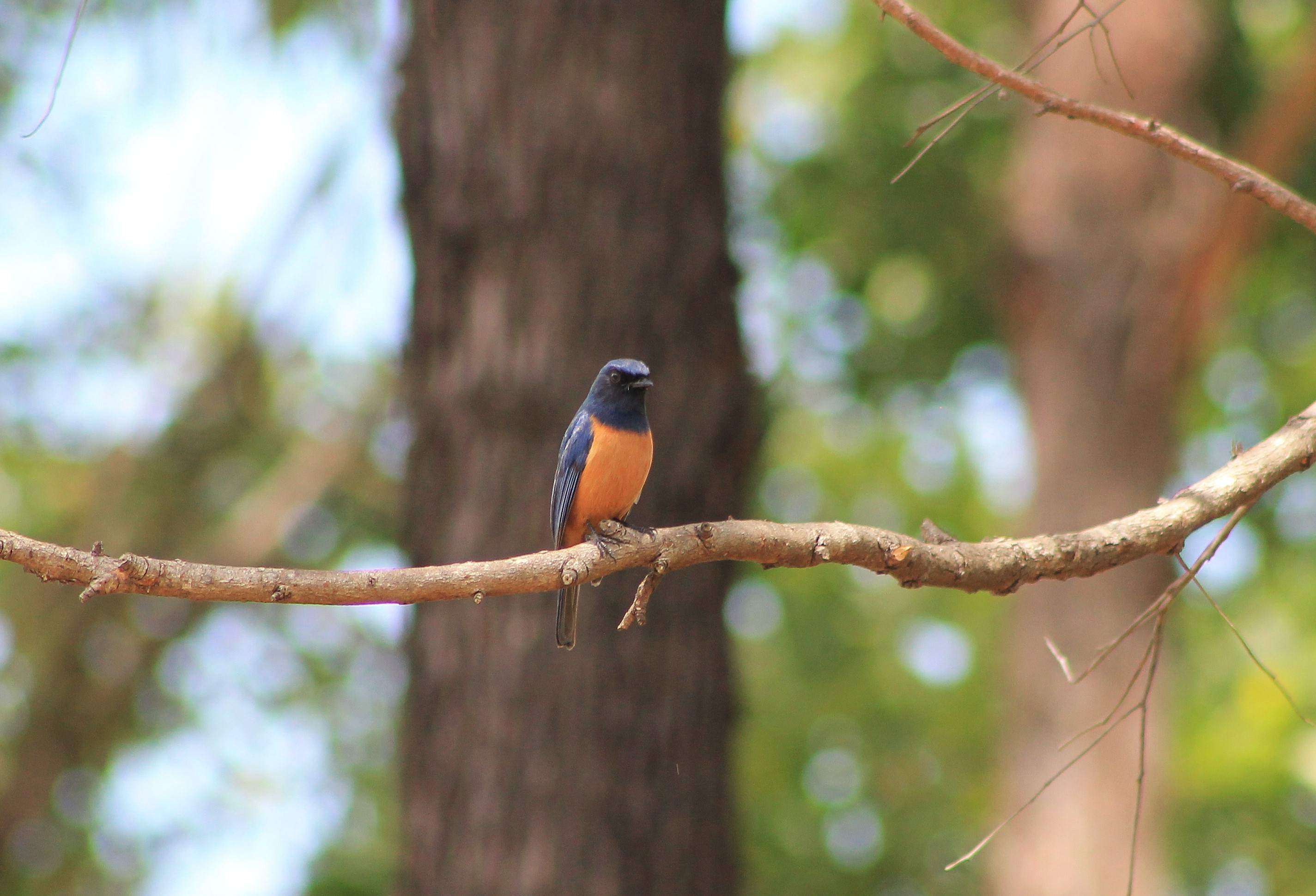 male Timor Blue Flycatcher (Cyornis hyacinthinus)