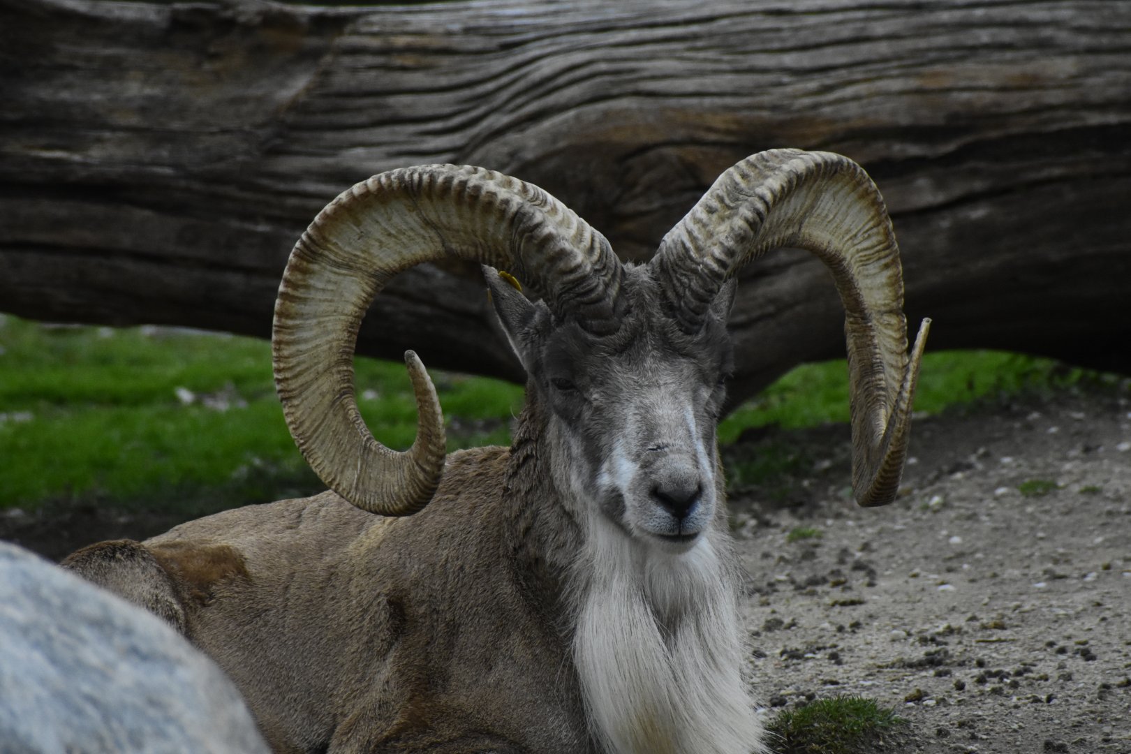 Male Transcaspian Urial (Ovis vignei arkal) in Zoo Tallinn