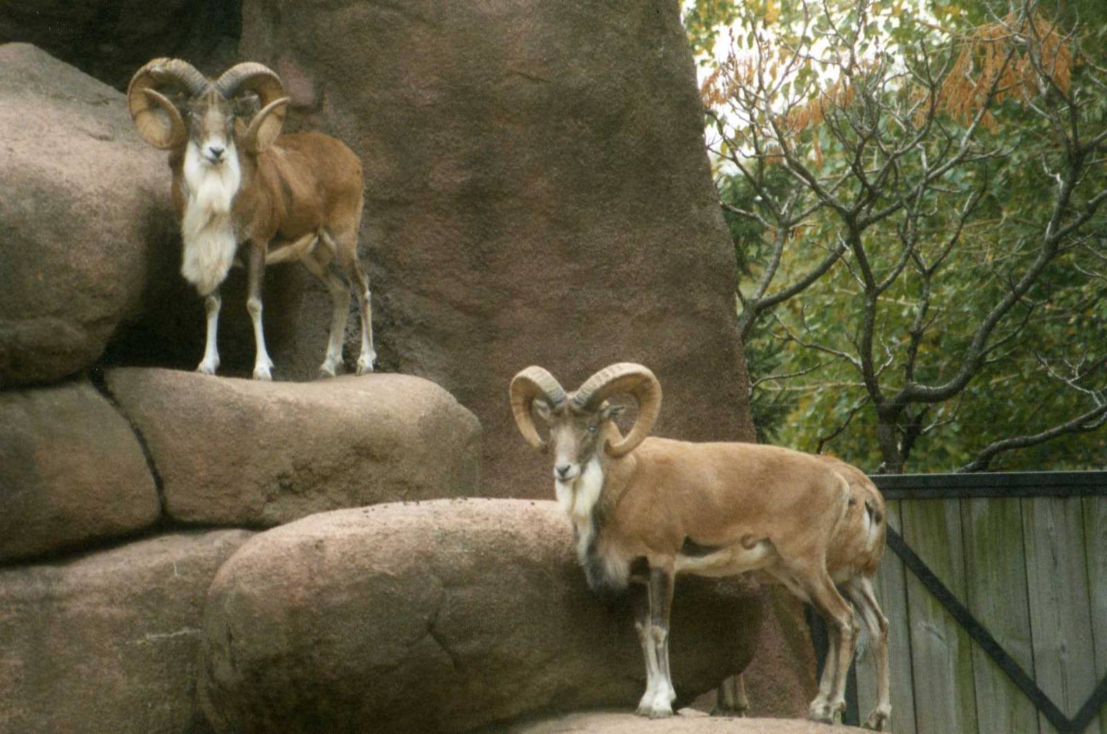 Male Transcaspian Urial