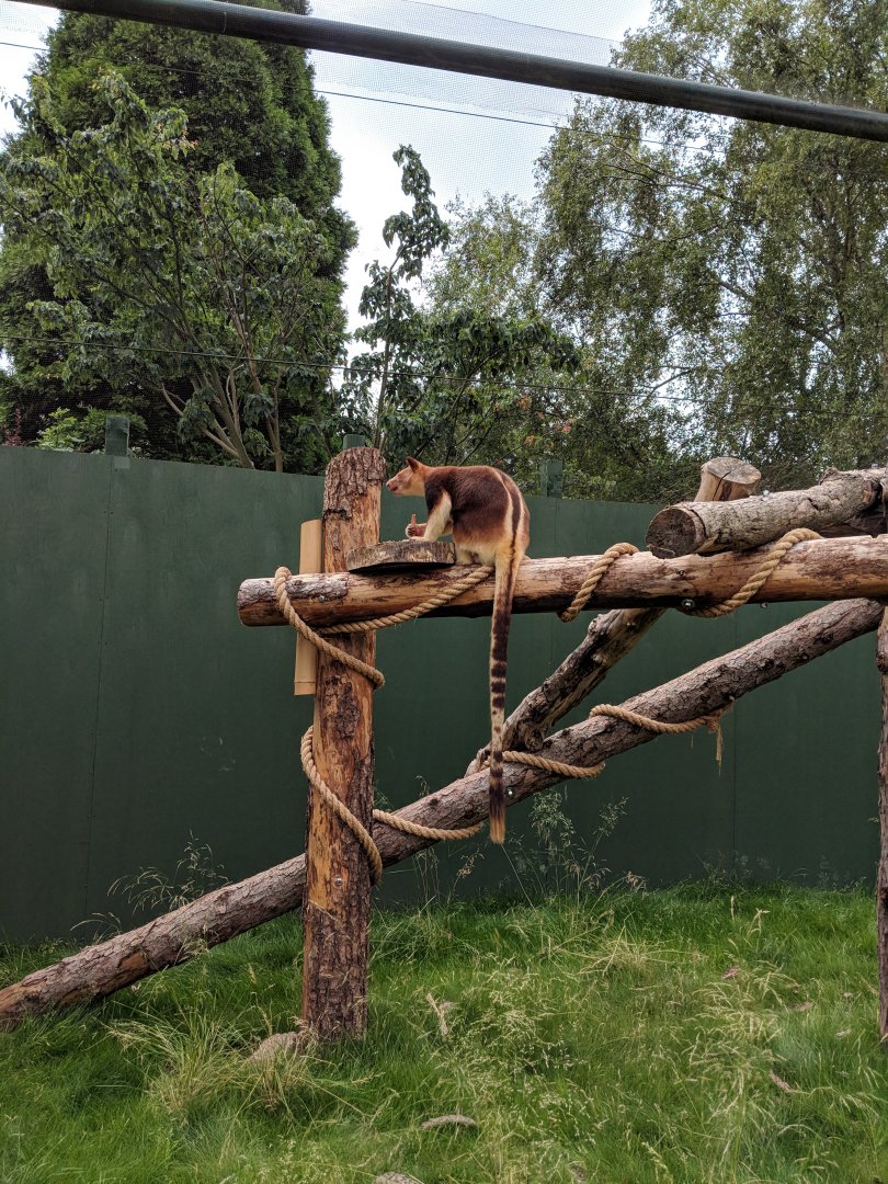 Male Tree Kangaroo Enclosure Bristol Zoo