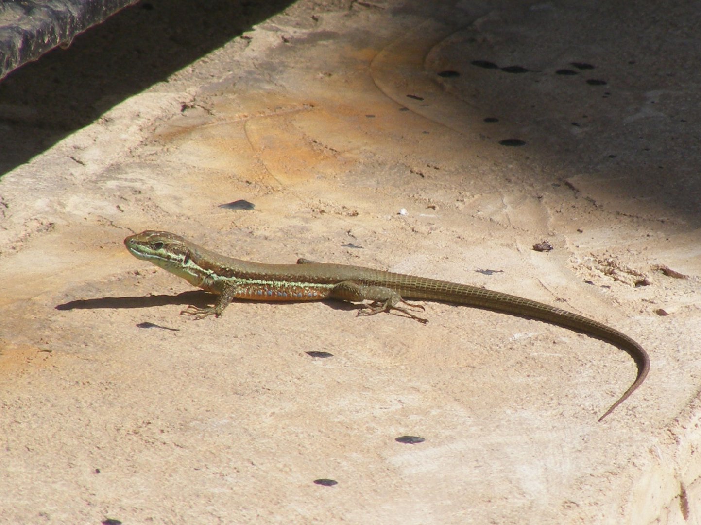 Male Troodos lizard (Phoenicolacerta troodica)