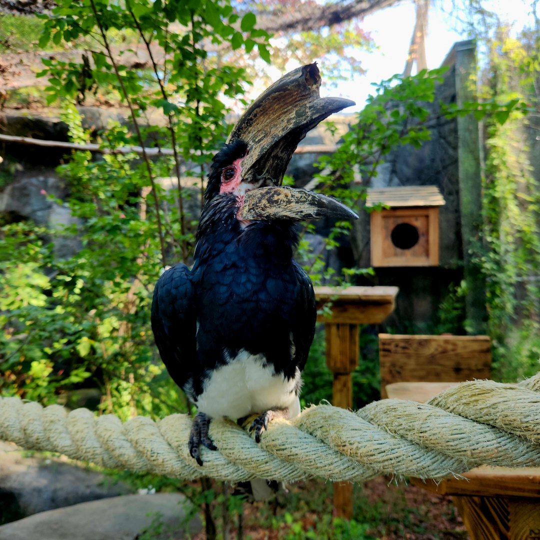 Male Trumpeter Hornbill (Bycanistes bucinator)
