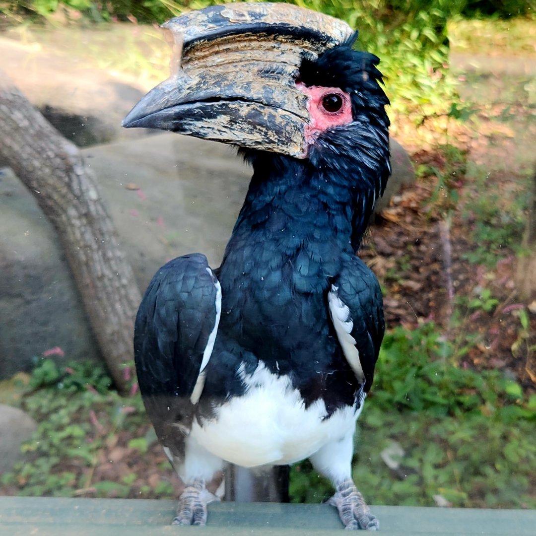 Male Trumpeter Hornbill (Bycanistes bucinator)
