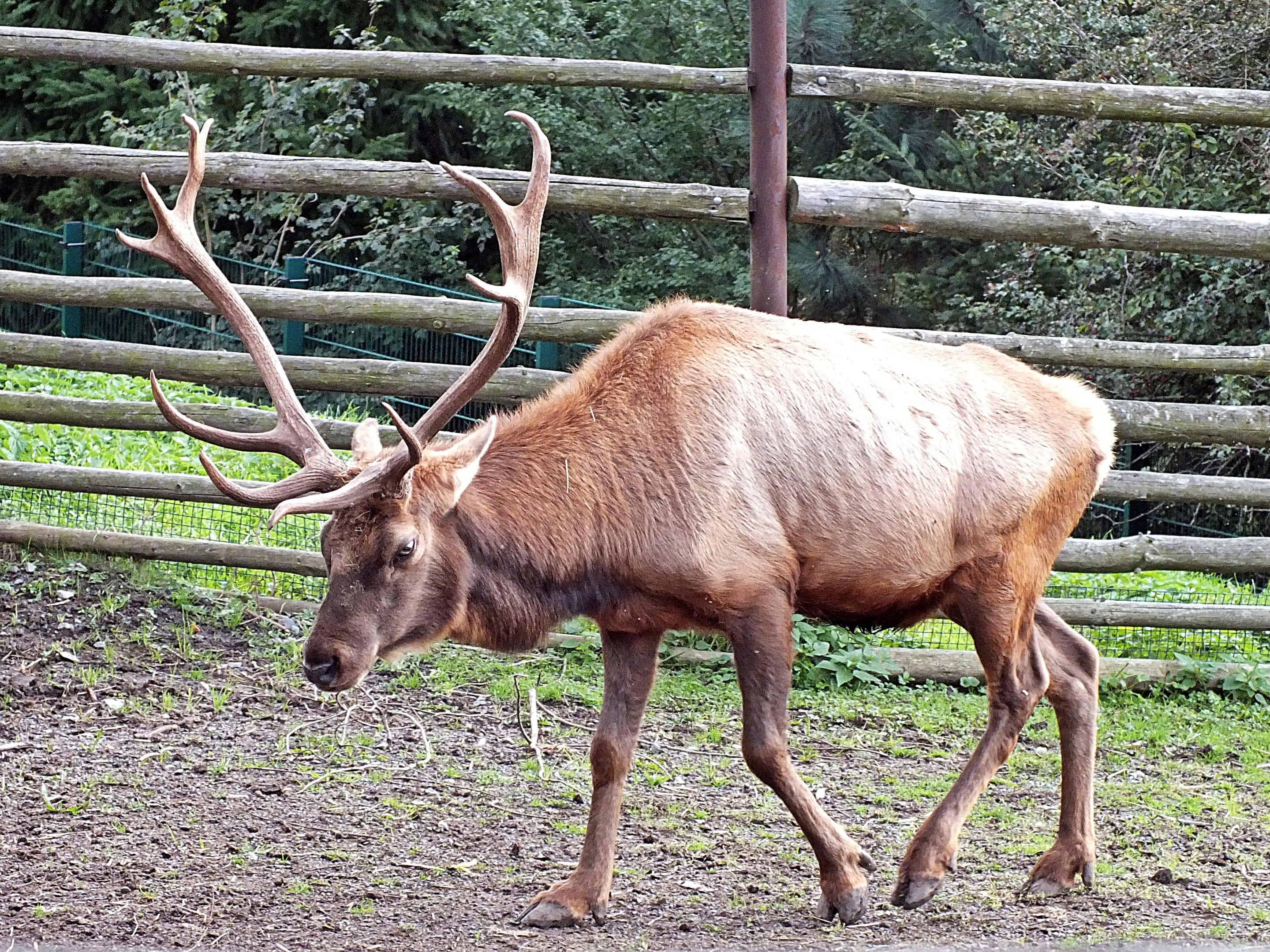 Male Tule elk