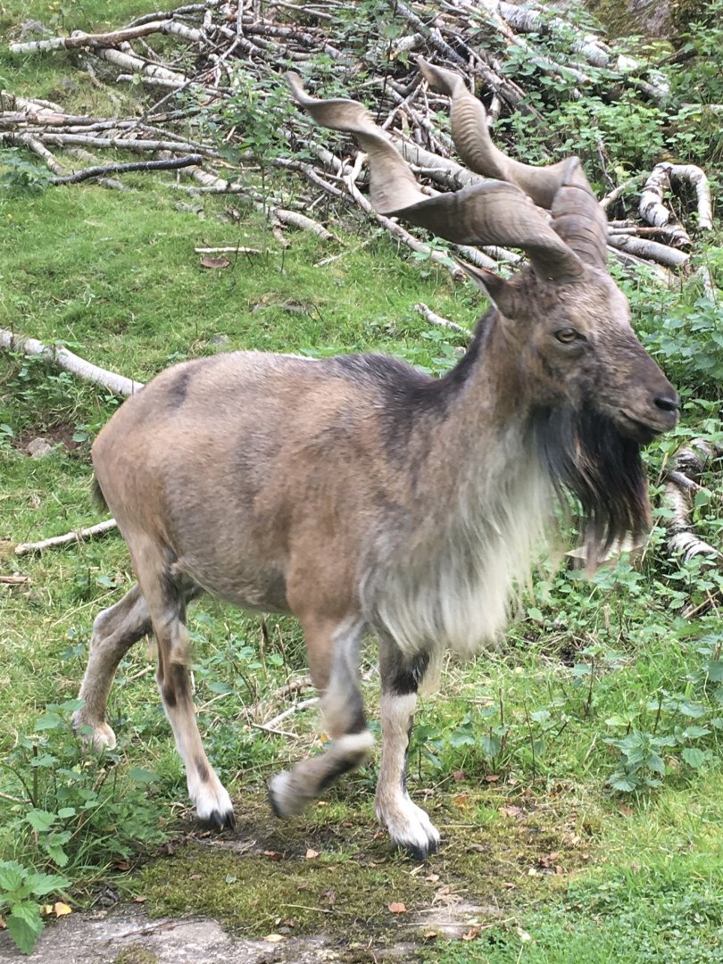 Male Turkmenian Markhour