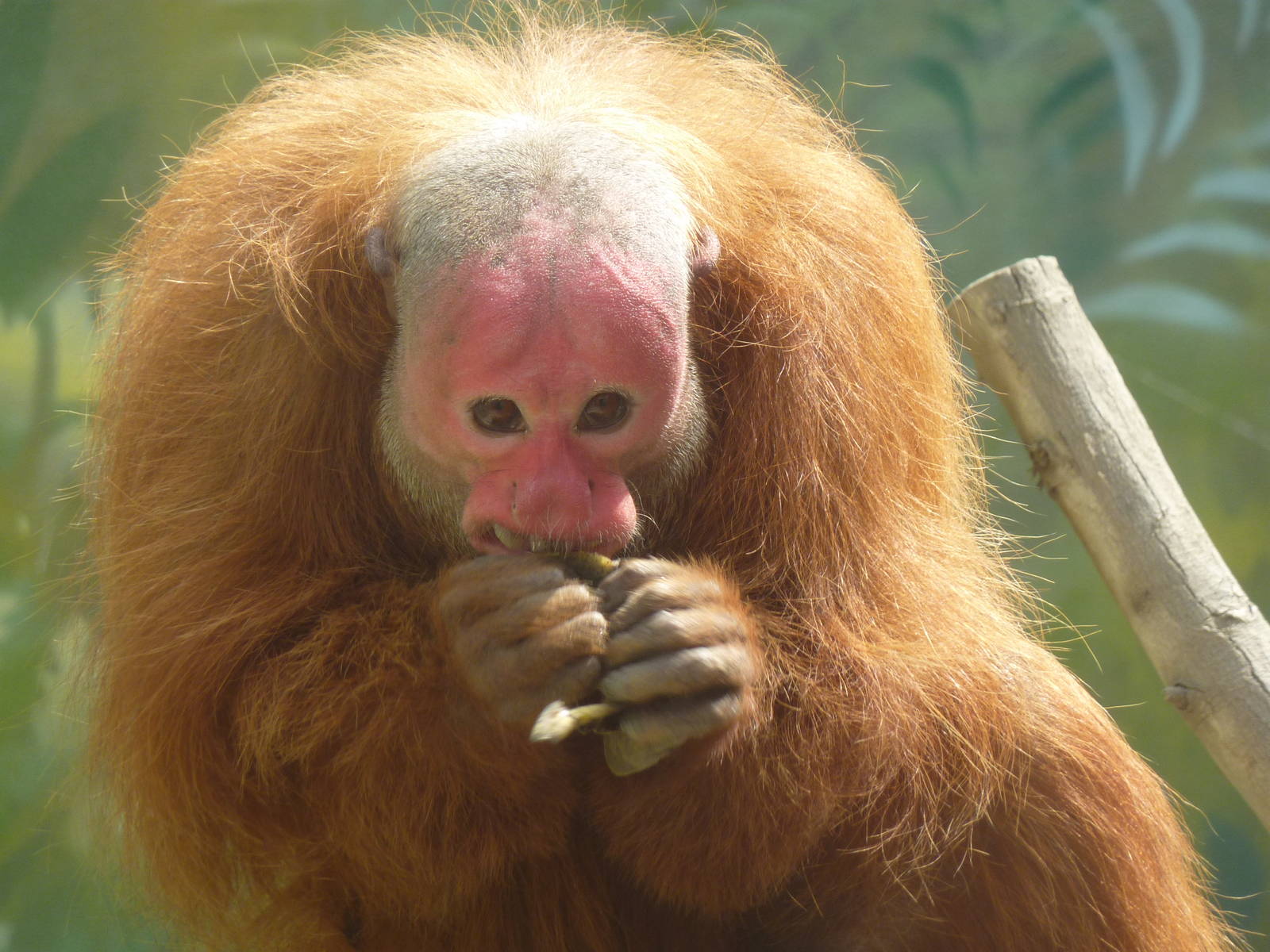 Male Uakari