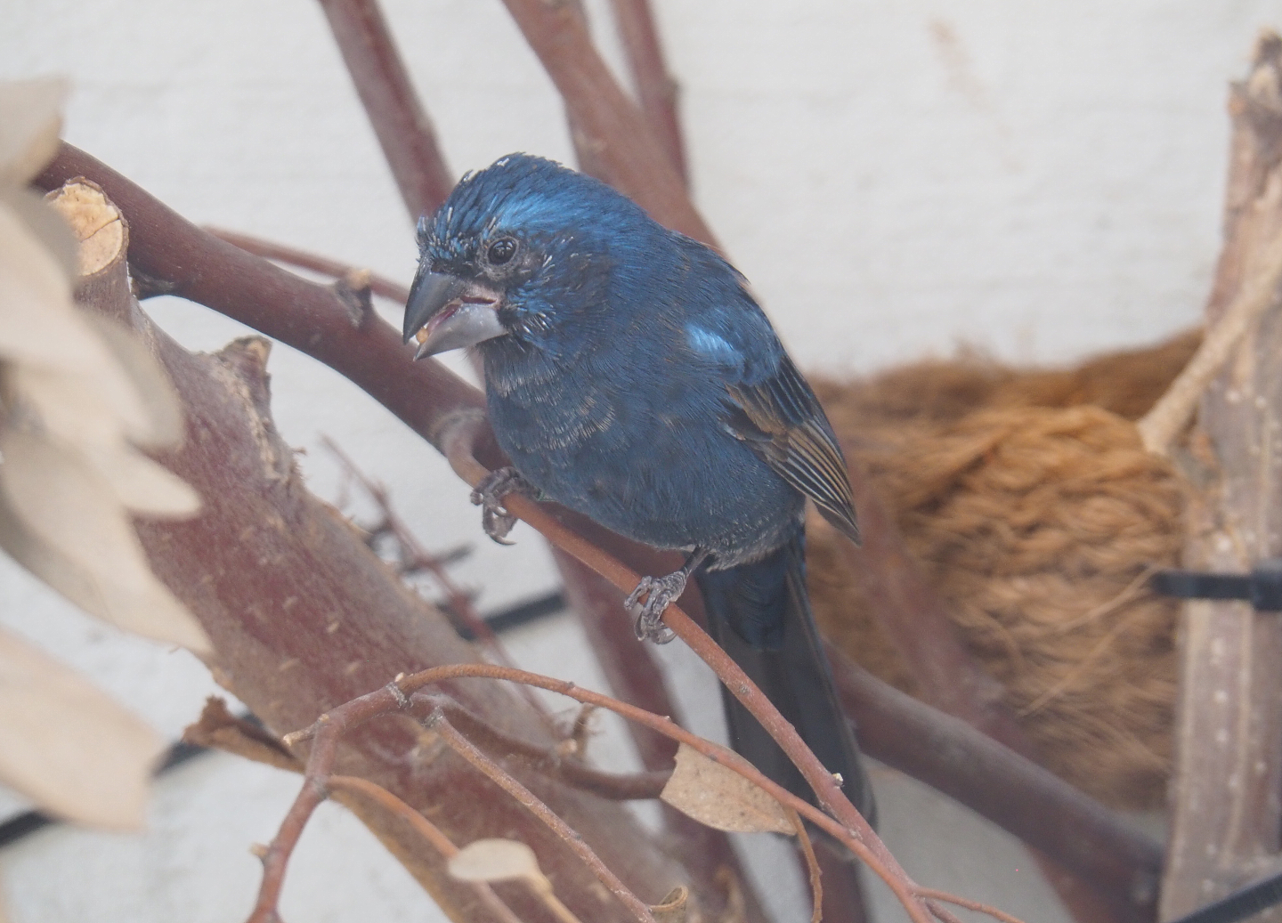 Male Ultramarine grosbeak (Cyanoloxia brissonii), 2022-03-16