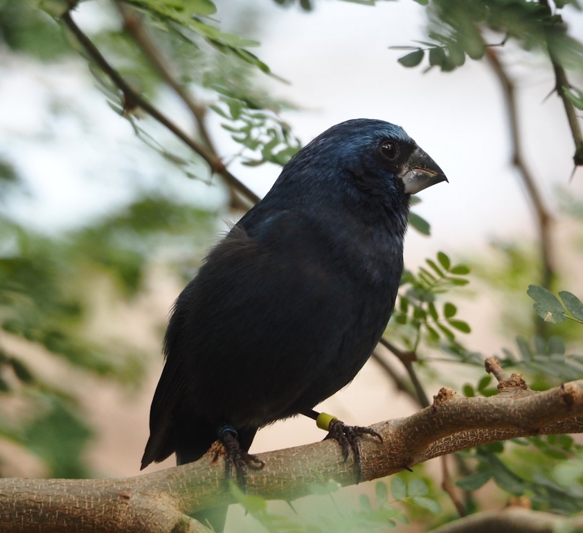 Male Ultramarine grosbeak (Cyanoloxia brissonii), 2025-05-17