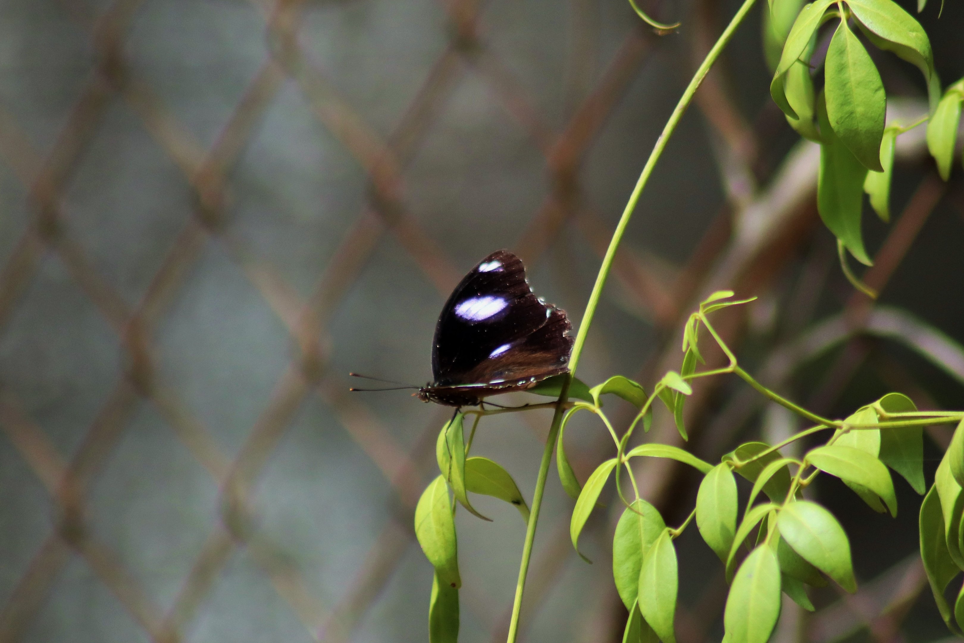 Male Varied Eggfly (Hypolimnas bolina)
