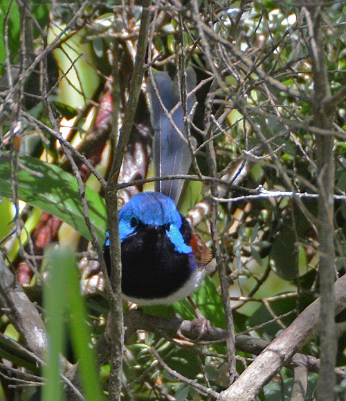 Male Variegated Fairy-wren