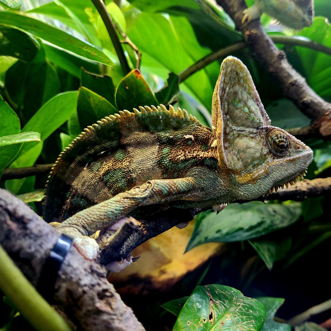 Male Veiled Chameleon (Chamaeleo calyptratus)