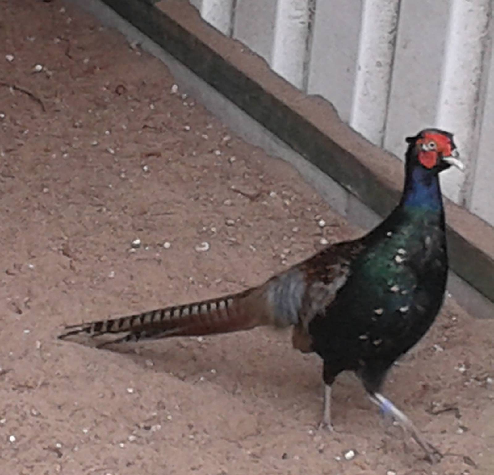 male Versicolor pheasant
