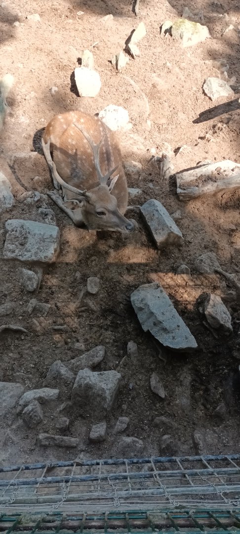 male Vietnamese Sika Deer