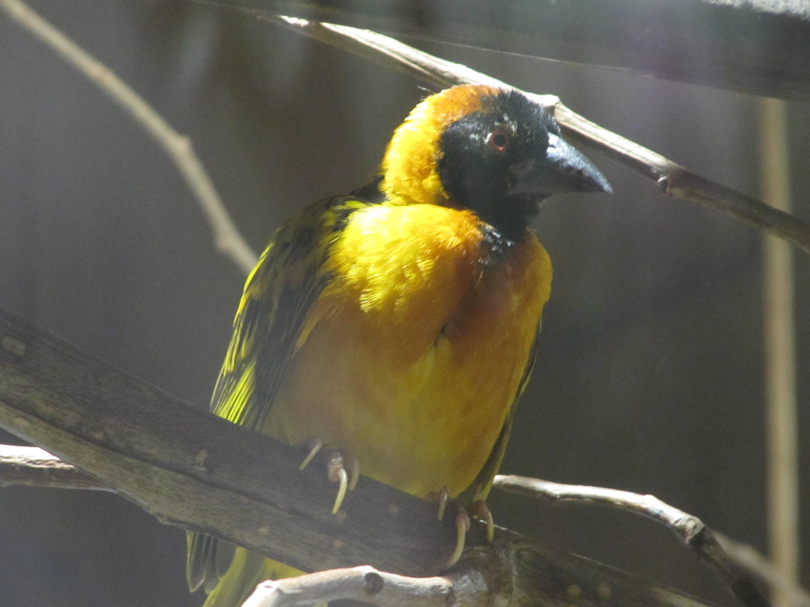 Male Village Weaver Bird