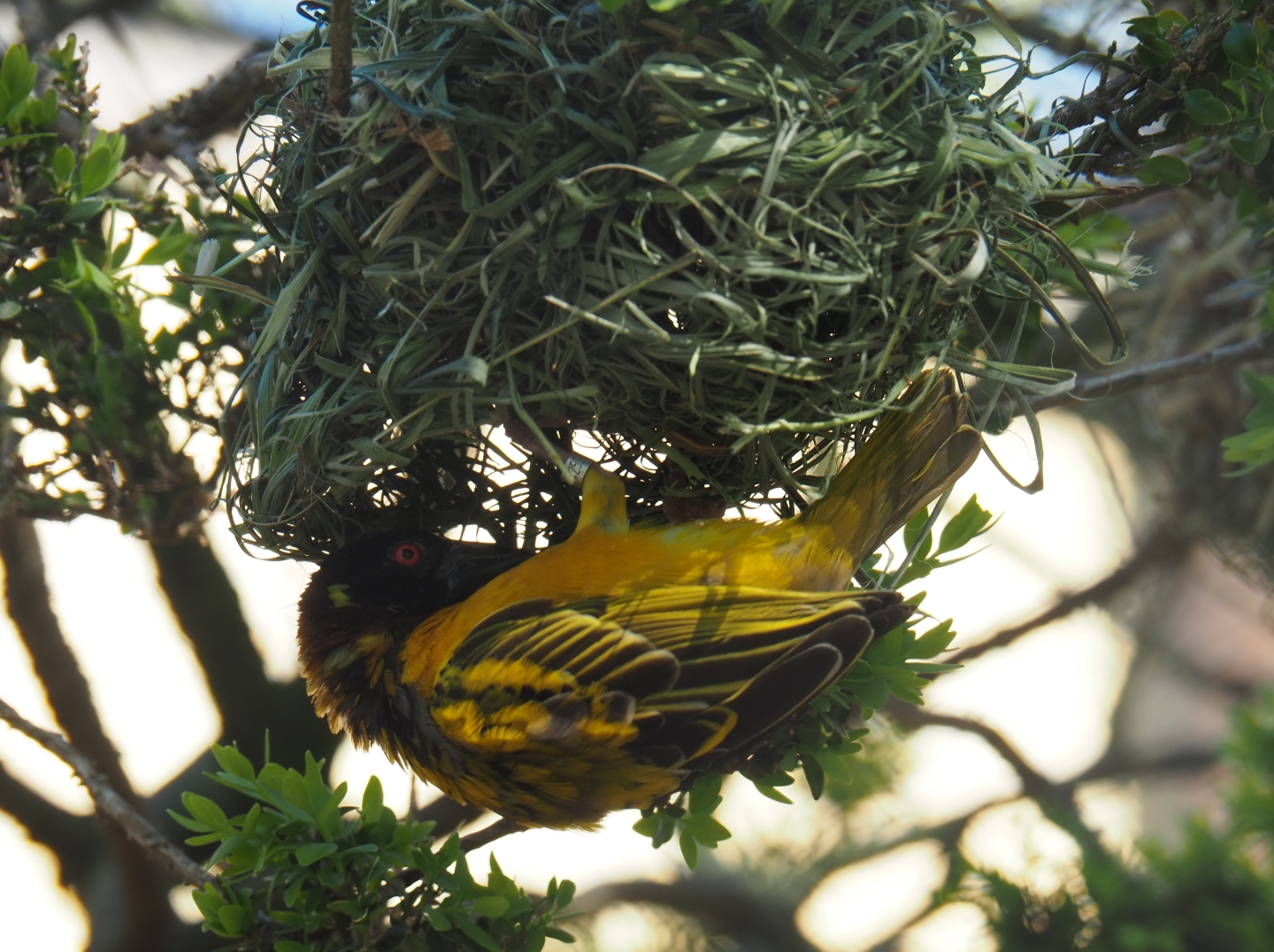 Male village weaver (Ploceus cucullatus), 2019-04-20