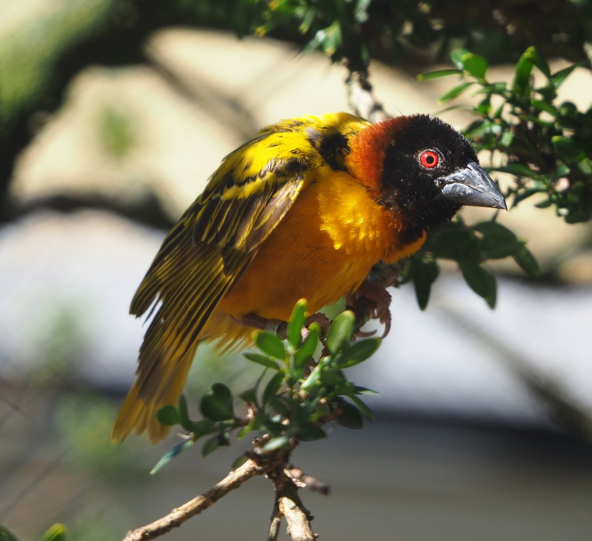 Male Village weaver (Ploceus cucullatus), 2019-09-21