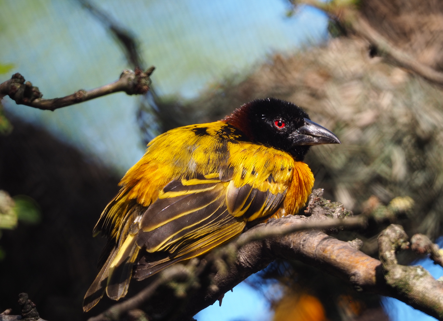 Male Village weaver (Ploceus cucullatus), 2020-07-21