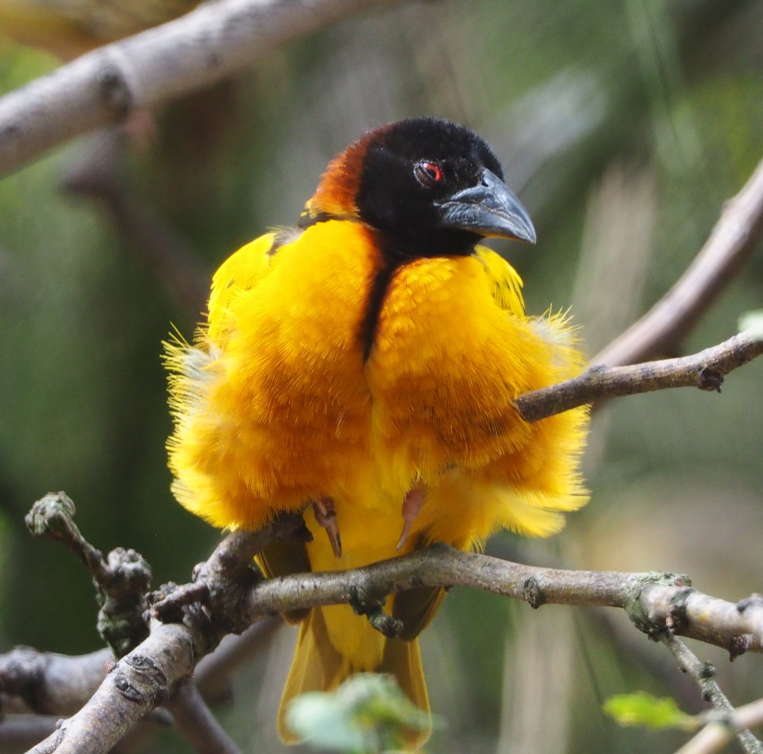 Male Village weaver (Ploceus cucullatus, 2020-08-15