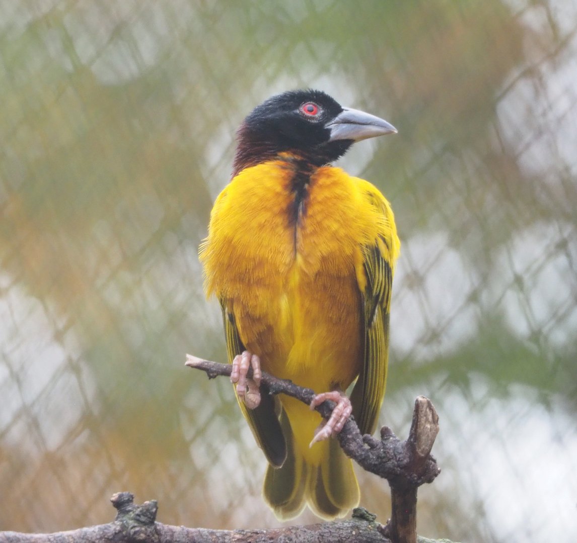 Male Village weaver (Ploceus cucullatus), 2021-11-06