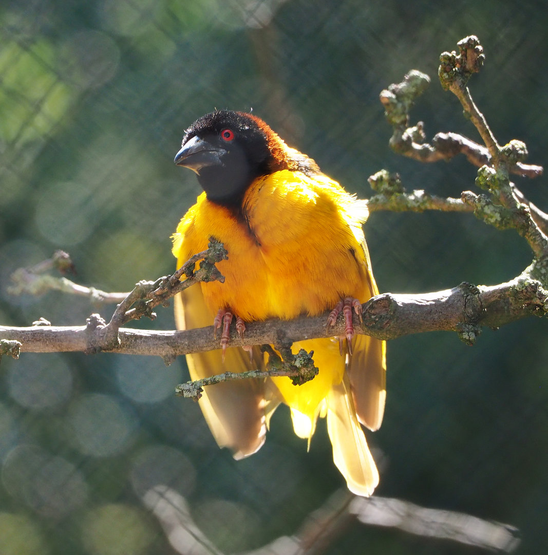 Male Village weaver (Ploceus cucullatus), 2022-06-15