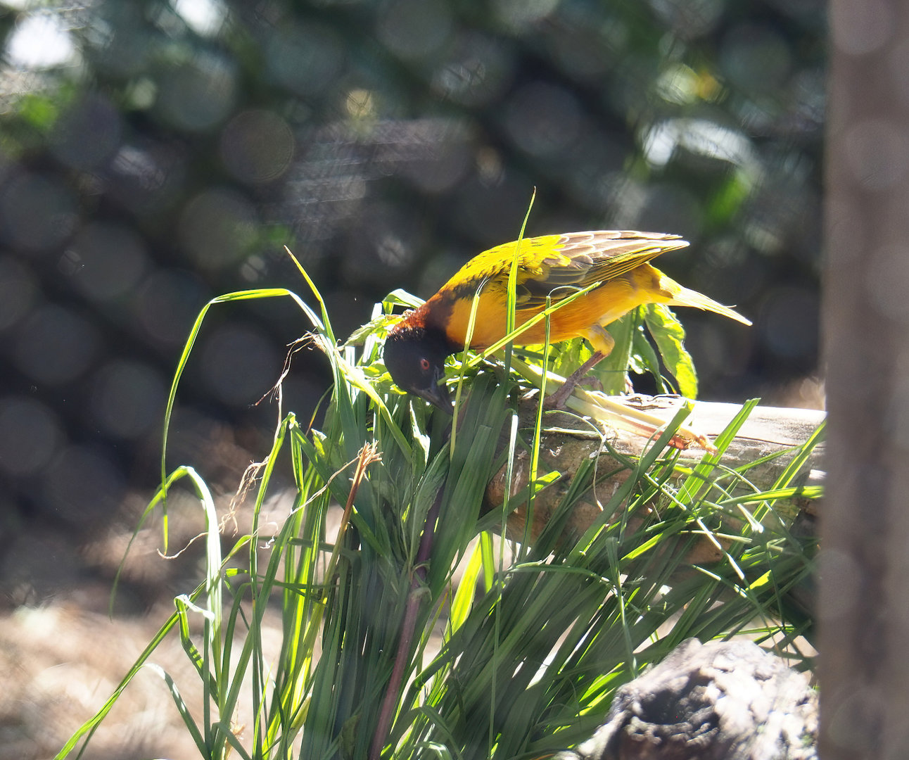Male Village weaver (Ploceus cucullatus) collecting nesting material, 2022-06-15