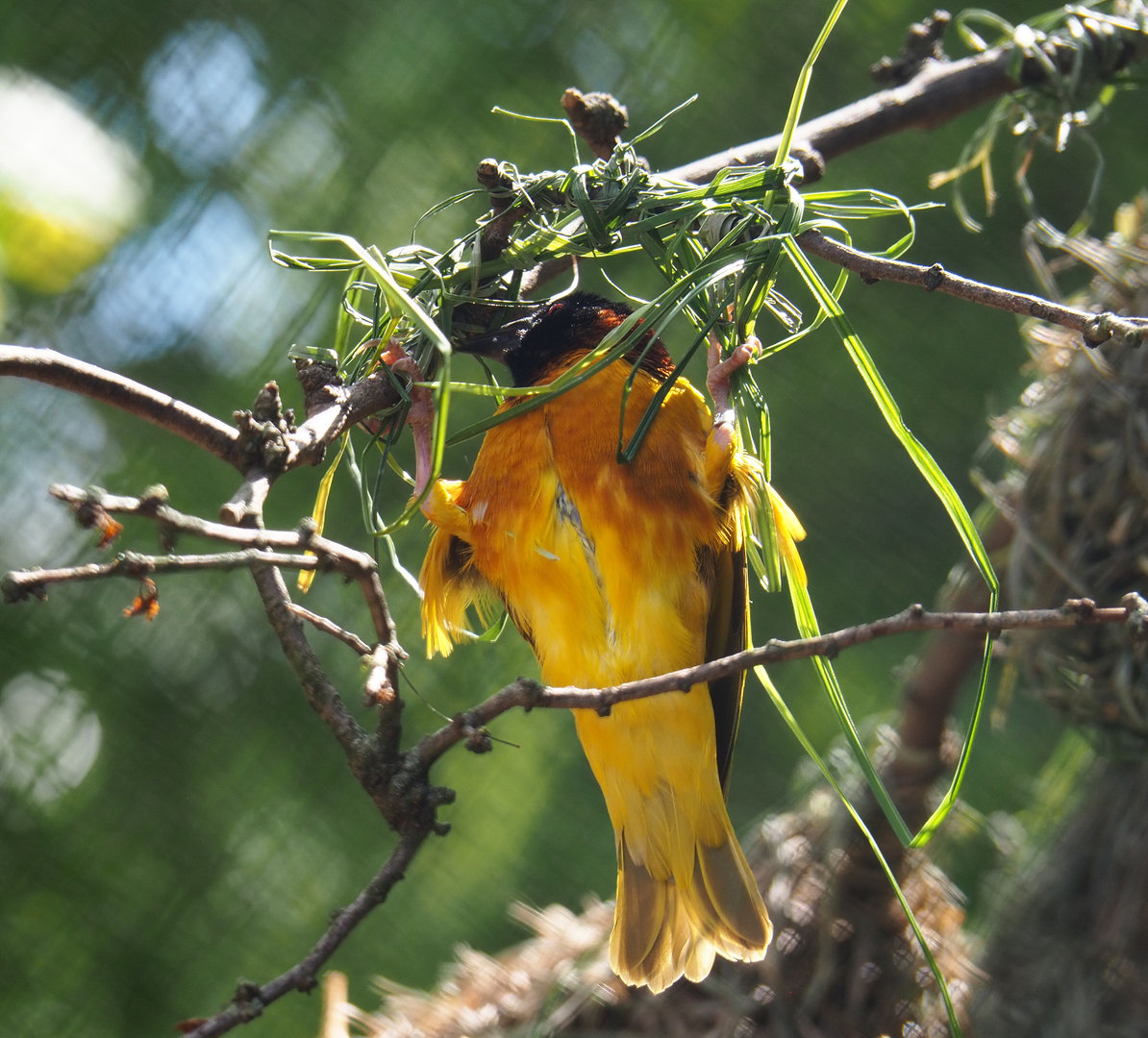 Male Village weaver (Ploceus cucullatus) weaving a nest, 2022-05-28
