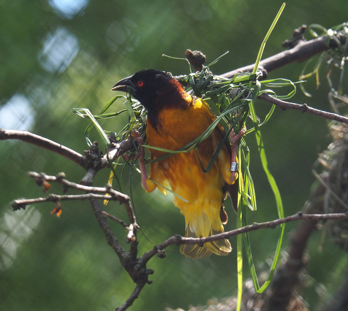 Male Village weaver (Ploceus cucullatus) weaving a nest, 2022-05-28