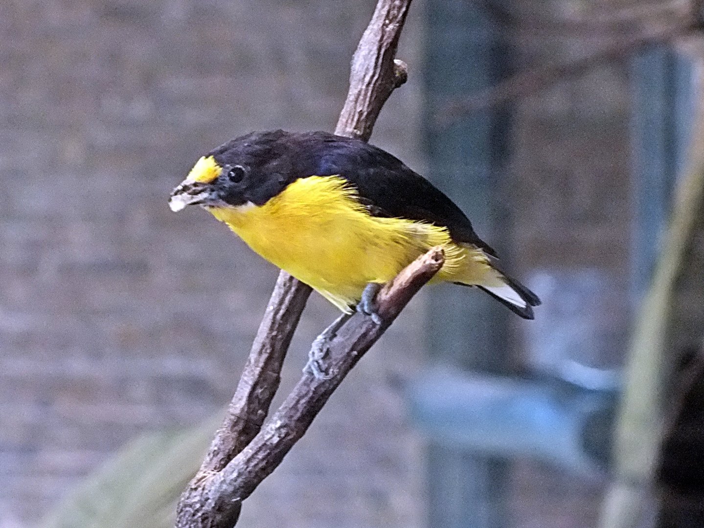 Male violaceous euphonia