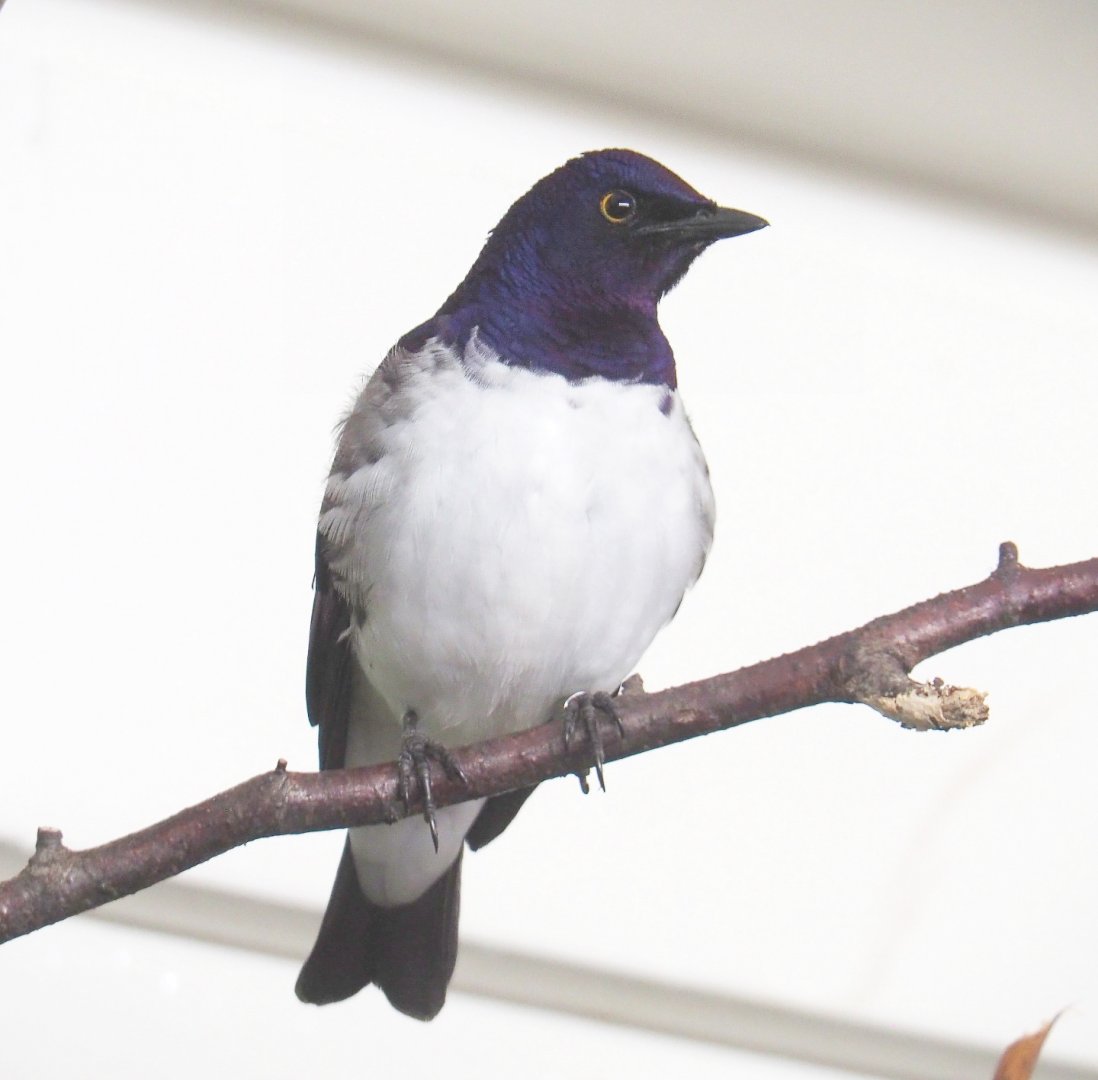 Male Violet-backed starling (Cinnyricinclus leucogaster), 2021-06-12
