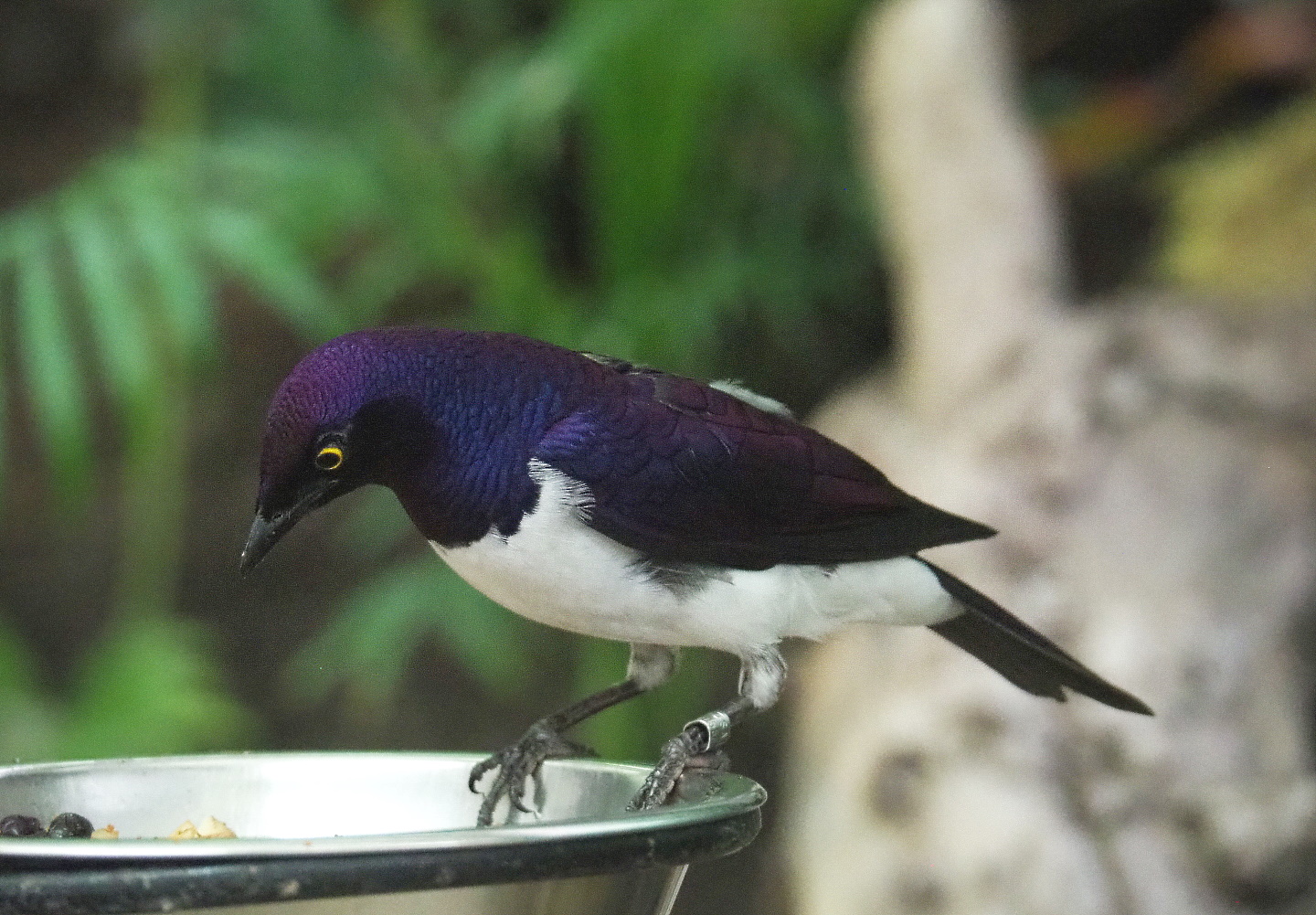 Male Violet-backed starling (Cinnyricinclus leucogaster), 2021-07-17