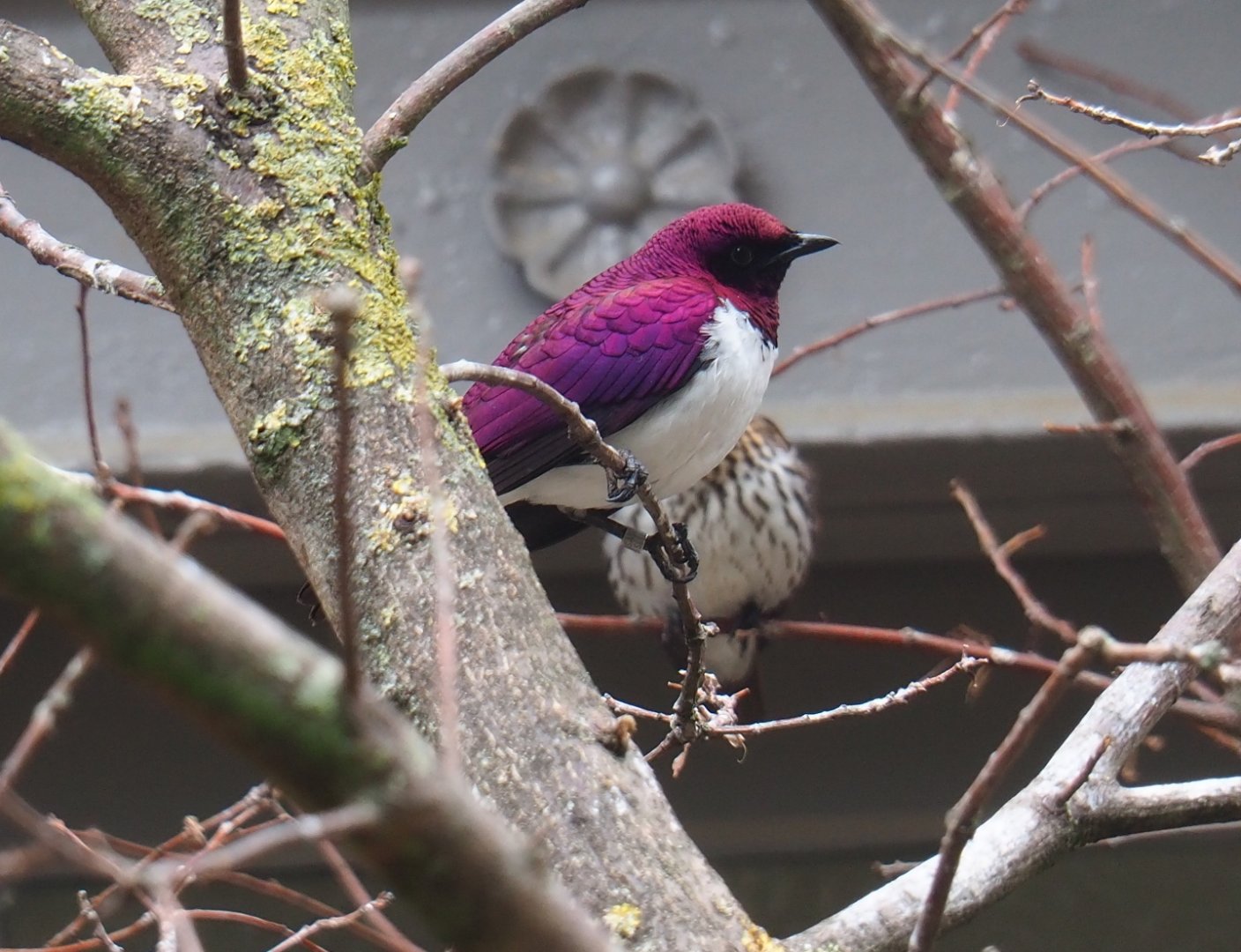 Male Violet-backed starling (Cinnyriclinclus leucogaster)